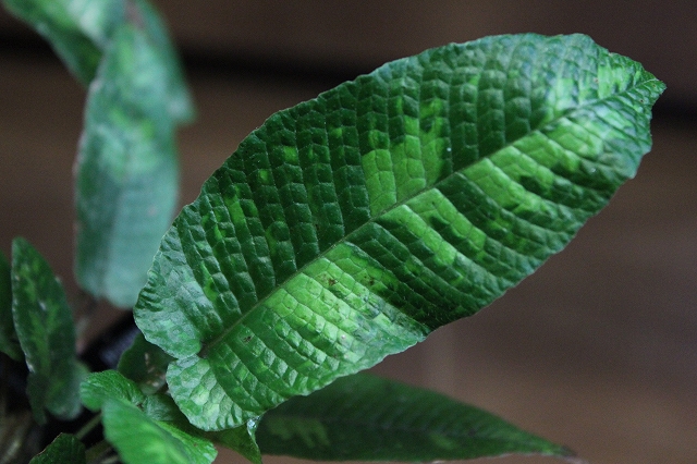 特価《2019年春夏》タイトリスト バイヤスチェックプリントシ半袖シャツ TSMC1916 ピンク（LL) 迷彩シダ Thelypteris  Peak YH0916 f1 新品迷彩シダ